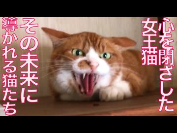 野良猫と人の友情、1年半の時を超えて