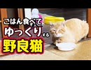 （修正）仲良くなるかな？【野良猫】