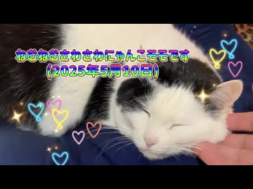 ねむねむさわさわにゃんこモモです(2025年5月10日)