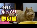 ちゅ〜るは寝て待つ【野良猫】