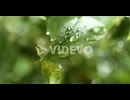 Close up of raindrops in super slow motion