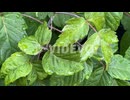 Raindrops On Fresh Green Leaves - close up