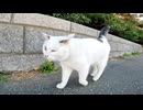 【実況】めちゃくちゃ喋る野良猫の散歩に同行してみた結果ｗｗｗ