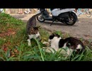 イタズラ好きな猫、白黒猫へちょっかいを出す。