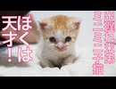 出遅れミニミニ子猫、天才に覚醒する