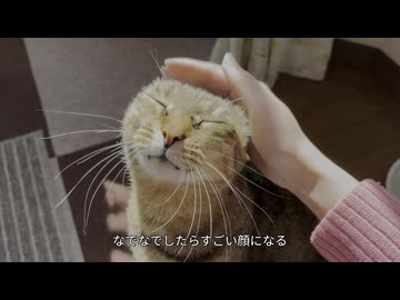 日向ぼっこするネコさんが幸せそうでした