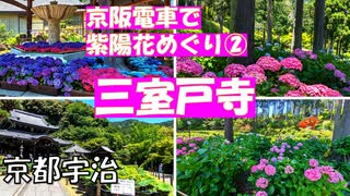 関西随一の紫陽花【京都宇治　三室戸寺】京阪電車 大阪・京都1日観光チケットで京都のアジサイの名所、三室戸寺と藤森（ふじのもり）神社と宇治の茶づなをめぐりました。今回は後半の三室戸寺です。