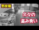 しばらく大人しかったのに…【野良猫】