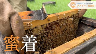 【蜜着】ミツバチにはそれぞれの役割がある