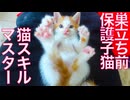 巣立ち前の子猫、伝統技をマスターする