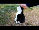 【猫】撫でてほしすぎて重力に逆らうハチワレ、現る