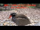 今日の旅動画 2025.5.15 die-go