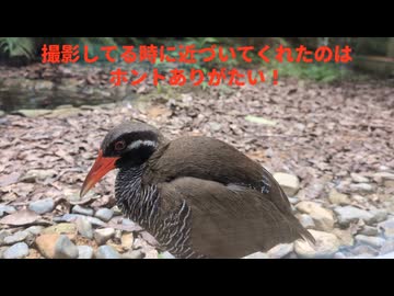 今日の旅動画 2025.5.15 die-go