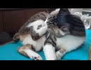 なめなめねこ