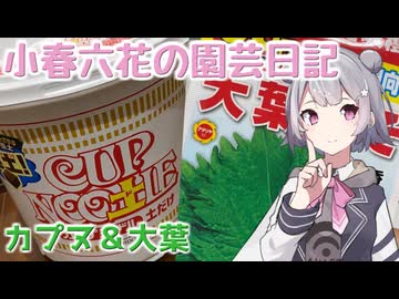 【ガーデニング】小春六花の園芸日記#6～大葉「香り青じそ」植え付け～【Cevio AI実況】