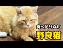 まだ食べますか…【野良猫】