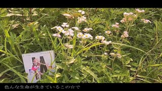 【ボカロカバー】愛のうた / ストロベリー・フラワー【IA】