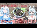 2025年5月16日　農作業日誌P1362　梅雨のような雨が降る前にサトイモの植え付けを終わらせるよ
