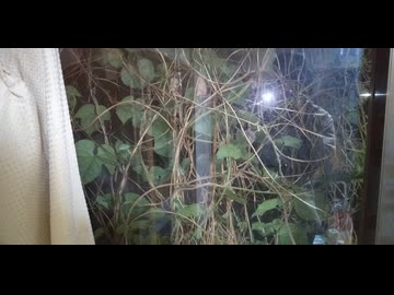増殖中！今年も窓の向こうの葉っぱが凄い