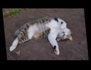 セクシー・ボディー❤にゃんこ