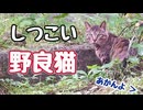 しつこいんで説教しました【野良猫】