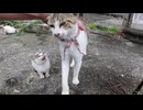 子猫撫でてたら謎の大人猫が『俺も！』って割り込んできて草