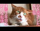 心を閉ざした女王猫、年越しと新たなる転機