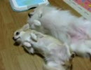 まるだしな犬