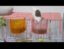 食べてる小鳥　譲り受けた小鳥動画その24　ジュウシマツ
