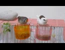食べる2羽 譲り受けた小鳥動画その25　キンカチョウ　ジュウシマツ
