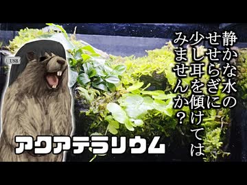 【アクアリウム】松嘩りうむ。。