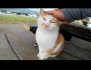 【癒し】雨宿りしてたら野良猫が膝に乗ってきたんだがwwww【東屋にて】