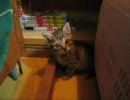きのううちにきた猫