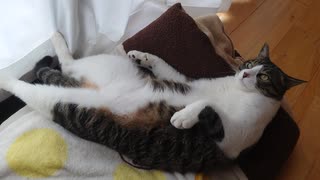 くつろぐ猫