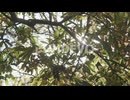 Sunlight filtering through green leafs turning brown for autumn