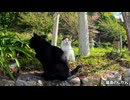 鳥居の前の仲良し猫さんたち
