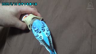 セキセイインコのくう 放鳥タイム20250503、0509、0513