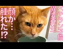 ベテラン子猫、顔の右側に異変が発生する