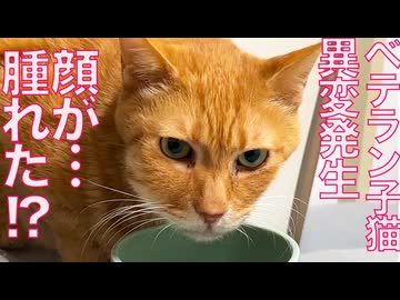 ベテラン子猫、顔の右側に異変が発生する