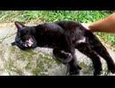 【癒し】塀の上の黒猫さん、撫でたらゴロンゴロンが止まらない件【尊い】