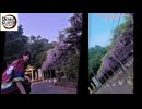鬼滅の刃の藤の花 見てきたよ　東京都昭島市
