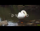 A Beautiful White Swan Standing On The Lakeshore In A Park