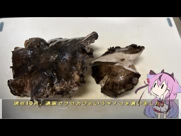 珍食材が食べたい！#216 クロカワ