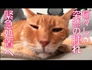 ベテラン子猫、顔の腫れで緊急処置へ