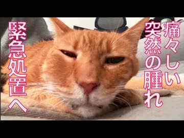 ベテラン子猫、顔の腫れで緊急処置へ