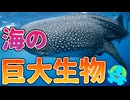 実在する海の巨大生物 12選【解説】
