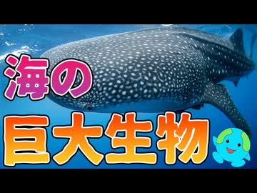 実在する海の巨大生物 12選【解説】