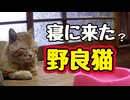 眠気？ごはん？【野良猫】