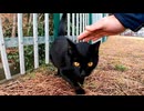 【癒し】逃げるかと思った黒猫さん、撫でたらゴロゴロ甘々モードに突入した件【猫は正義】