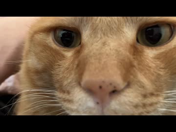 ゴロゴロ言って満足